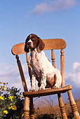 PUP 31 RK0009 01
Slanted Low Shot Of Brown And White Pointer Puppy Sitting On Chair Yellow Flowers Blue Sky