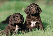 PUP 31 SS0002 01
Two German Longhaired Pointer Puppies Sitting On Grass