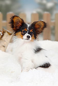 PUP 32 PE0001 01
Papillon Puppy Sitting In Snow By Fence