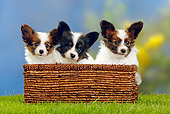 PUP 32 PE0002 01
Papillon Puppies Sitting In Basket On Grass
