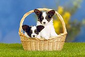 PUP 32 PE0003 01
Two Papillon Puppies Sitting In Basket On Grass