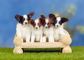 PUP 32 PE0004 01
Four Papillon Puppies Sitting On Sofa On Grass