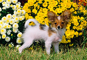 PUP 32 CE0001 01
Papillon Puppy Standing On Grass By Yellow Flowers