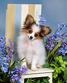 PUP 32 FA0001 01
Papillon Puppy Sitting On Chair By Purple Flowers Studio