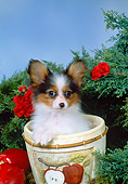 PUP 32 FA0002 01
Papillon Puppy Sitting In Flower Pot By Tree And Apples Studio