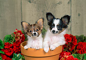PUP 32 FA0003 01
Two Papillon Puppies Sitting In Flower Pot In Garden