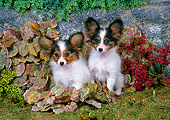PUP 32 FA0004 01
Two Papillon Puppies Sitting In Shrubs In Garden