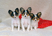 PUP 32 FA0005 01
Three Papillon Puppies Sitting On Red And White Cloth Studio