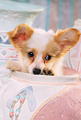 PUP 32 RK0003 01
Head Shot Of Papillon Puppy Sitting Inside Pastel Vase Facing Camera
