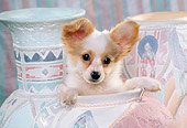 PUP 32 RK0003 16
Head Shot Of Papillon Puppy Sitting Inside Pastel Vase Facing Camera