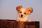 PUP 32 RK0004 05
Head Shot Of Papillon Puppy Peeking Out Of Wooden Barrel Blue Sky At Dusk