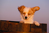 PUP 32 RK0004 06
Head Shot Of Papillon Puppy Peeking Out Of Wooden Barrel Blue Sky At Dusk
