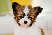 PUP 32 YT0001 01
Head Shot Of Papillon Puppy