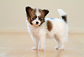 PUP 32 YT0002 01
Papillon Puppy Standing On Hardwood Floor