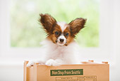 PUP 32 YT0007 01
Papillon Puppy Standing In Wooden Box