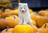 PUP 33 RK0008 12
Samoyed Puppy Sitting On Top Of Pumpkins At Pumpkin Patch