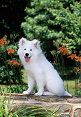 PUP 33 CE0001 01
Samoyed Puppy Sitting On Stone Wall By Orange Flowers And Trees