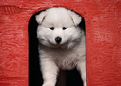 PUP 33 GR0012 01
Samoyed Puppy Standing In Doorway Of Red Doghouse