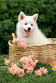 PUP 33 RC0003 01
Samoyed Puppy Sitting In Wicker Basket In Garden With Pink Flowers