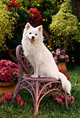 PUP 33 RC0005 01
Portrait Of American Eskimo Dog Sitting On Wicker Chair In Garden By Flowers Shrubs Grass
