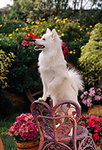 PUP 33 RC0006 01
Portrait Of American Eskimo Dog Puppy Standing On Wicker Chair In Garden