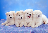 PUP 33 RC0008 01
Portrait Of Four Samoyed Puppies Laying On Blue Background