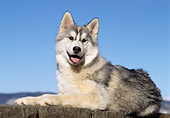 PUP 34 CB0001 01
Siberian Husky Puppy Laying On Rock