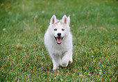 PUP 34 GR0014 01
Siberian Husky Puppy Running On Grass