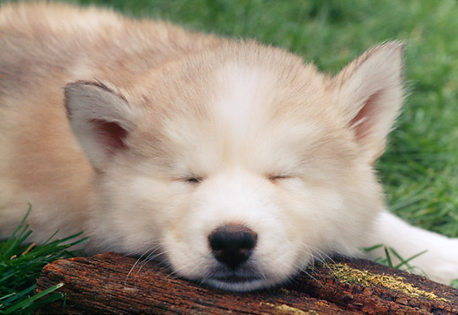 PUP-34-GR0015-01P.JPG
