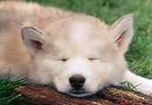 PUP 34 GR0015 01
Siberian Husky Puppy Sleeping On Grass With Head Resting On Piece Of Wood