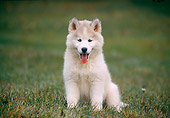 PUP 34 GR0017 01
Siberian Husky Puppy Sitting On Grass