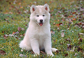 PUP 34 GR0018 01
Siberian Husky Puppy Sitting On Grass