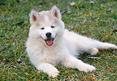 PUP 34 GR0019 01
Siberian Husky Puppy Laying On Grass