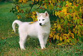 PUP 34 GR0020 01
Siberian Husky Puppy Standing On Grass By Tree With Red Berries