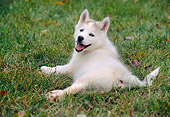 PUP 34 GR0021 01
Siberian Husky Puppy Laying On Grass