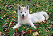 PUP 34 GR0022 01
Siberian Husky Puppy Laying On Grass