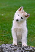 PUP 34 GR0024 01
Siberian Husky Puppy Standing With Front Paws On Rock