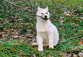 PUP 34 GR0025 01
Siberian Husky Puppy Sitting On Grass With Branch In Mouth
