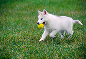 PUP 34 GR0026 01
Siberian Husky Puppy Running On Grass With Tennis Ball In Mouth
