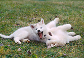 PUP 34 GR0028 01
Two Siberian Husky Puppies Playing On Grass