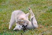 PUP 34 GR0029 01
Two Siberian Husky Puppies Playing On Grass