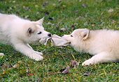 PUP 34 GR0030 01
Two Siberian Husky Puppies Playing Tug Of War With Cloth On Grass