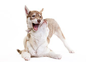 PUP 34 JE0003 01
Two Siberian Husky Puppies Playing On White Seamless