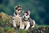 PUP 34 KH0002 01
Siberian Husky Puppies Sitting On Grassy Rock