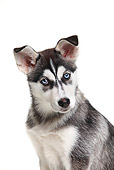 PUP 34 PE0001 01
Siberian Husky Puppy Sitting On White Seamless