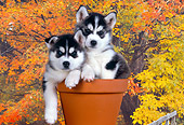 PUP 34 RK0012 08
Two Siberian Husky Puppies Sitting In Flower Pot Fall Trees Background