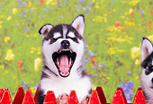 PUP 34 RK0014 01
Head Shot Of Siberian Husky Puppy Behind Red Fence Yawning