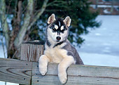 PUP 34 CE0001 01
Siberian Husky Puppy Standing On Wooden Fence Rail By Water