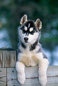 PUP 34 CE0002 01
Close Up Of Siberian Husky Puppy Standing On Wooden Fence Rail