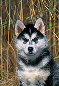 PUP 34 CE0003 01
Shoulder Shot Of Siberian Husky Puppy Sitting By Tall Grass